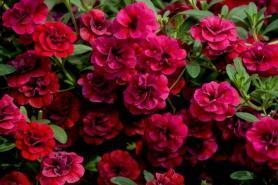 Калибрахоа Aloha Double Cherry Red