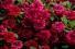 Калибрахоа Aloha Double Cherry Red