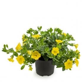 Калибрахоа Lia Yellow