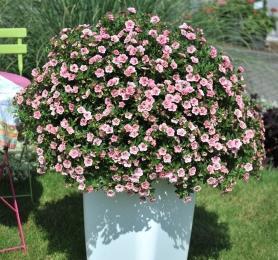 КалиброхоаAloha Double Pink