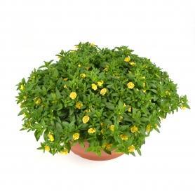 Калибрахоа Kali Double Yellow