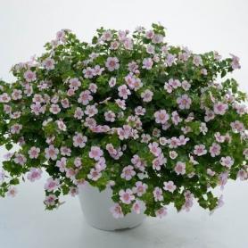 БАКОПА SCOPIA GULLIVER PINK HEART IMP