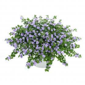 Бакопа DOUBLE LAVENDER