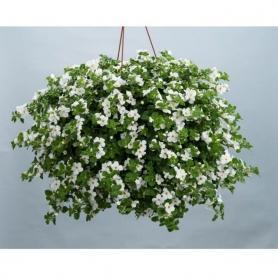 Bacopa Scopia Gulliver BASKET WHITE