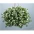 Bacopa Scopia Gulliver BASKET WHITE
