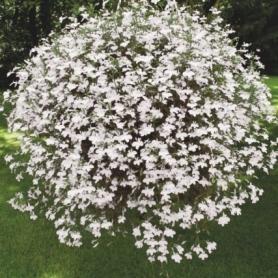 Lobelia Regatta White