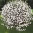 Lobelia Regatta White