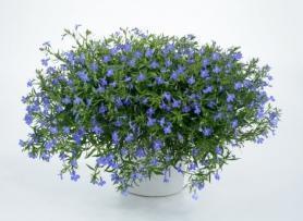 Лобелия Hot® GIANT BLUE