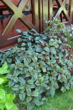 Plectranthus