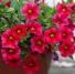 Калибрахоа Aloha Classic Red
