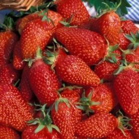 Клубника Гаригуэтта Gariguette (Гаригет)