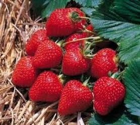 Клубника Флоренс Florens