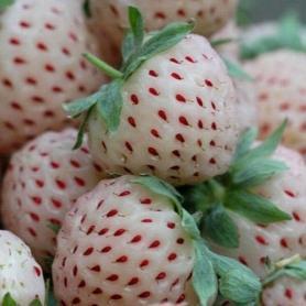 Клубника Ананас Ananas