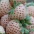 Клубника Ананас Ananas