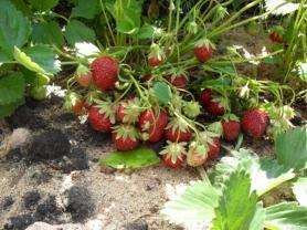 Клубника Мара де Буа Mara des BoisХИТ ПРОДАЖ 2018-2019